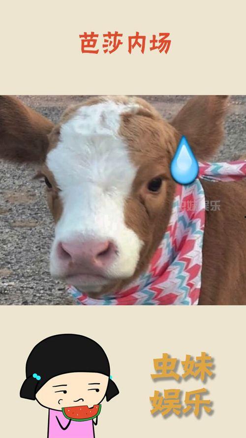 娱乐吃瓜君抖音号,带你领略娱乐圈幕后风云